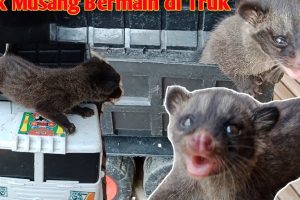 Anak Musang Enterprise